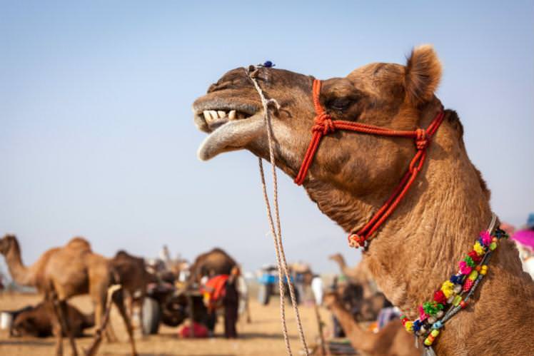 If a camel's giving you the side-eye, you might want to step aside – these spitters have good aim. Image by Dmitry Rukhlenko / Image Source / Getty
