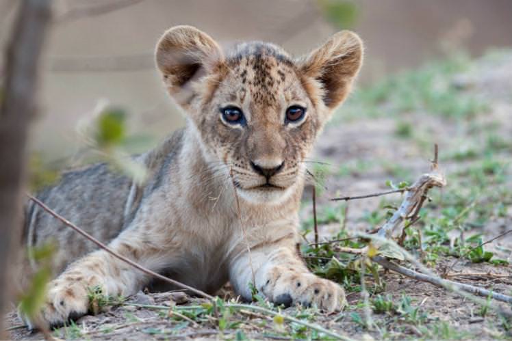 If you're a sucker for baby animals, November's the time to visit Luangwa National Park, Zambia. Image by Nick Garbutt / Science Faction / Getty
